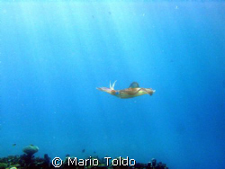 flying squid in the sunny sea by Mario Toldo 